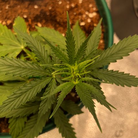 Gorilla G4 Auto  growlog photo: Top leaves are way up