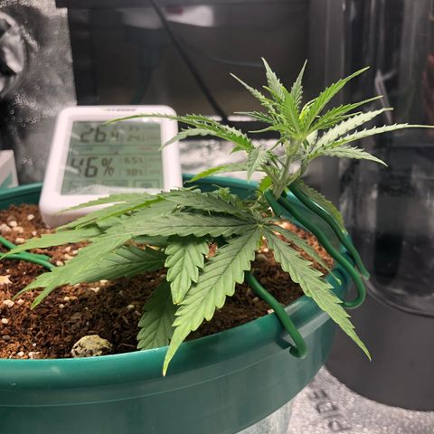 Gorilla G4 Auto  growlog photo: Top leaves are way up
