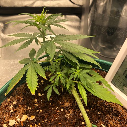 Gorilla G4 Auto  growlog photo: Defoliation