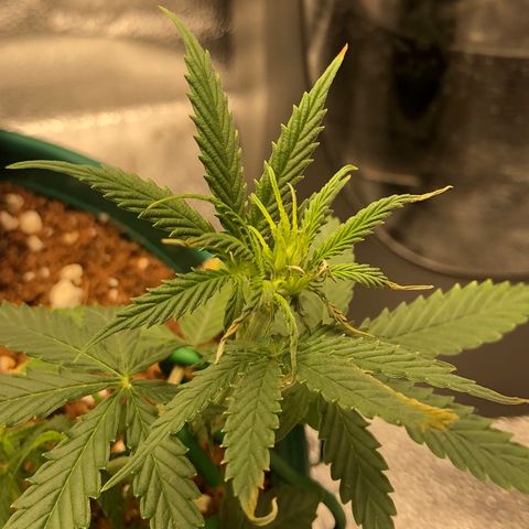 Gorilla G4 Auto  growlog photo: Probable heat stress problems. 
