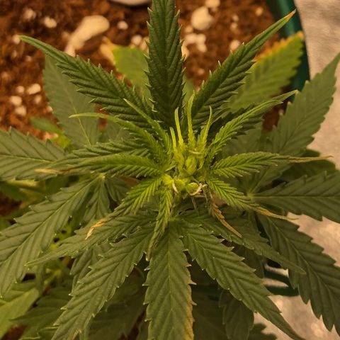 Gorilla G4 Auto  growlog photo: Probable heat stress problems. 