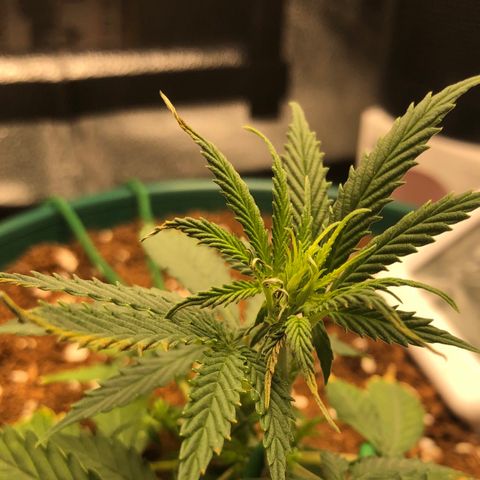 Gorilla G4 Auto  growlog photo: Probable heat stress problems. 