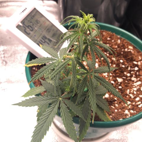 Gorilla G4 Auto  growlog timeline photo