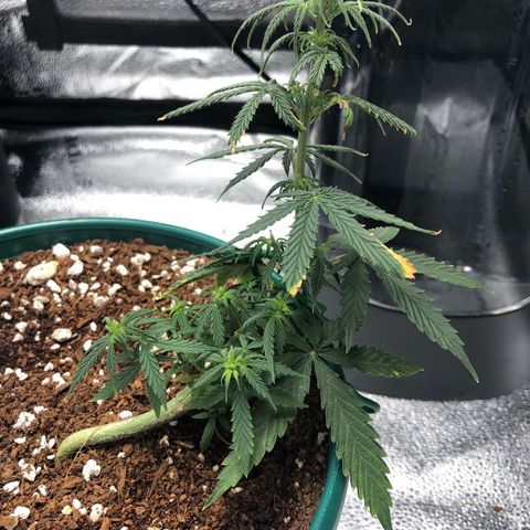 Gorilla G4 Auto  growlog timeline photo