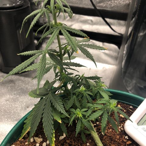 Gorilla G4 Auto  growlog timeline photo