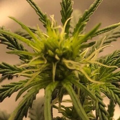 Gorilla G4 Auto  growlog photo: Flowering signs 