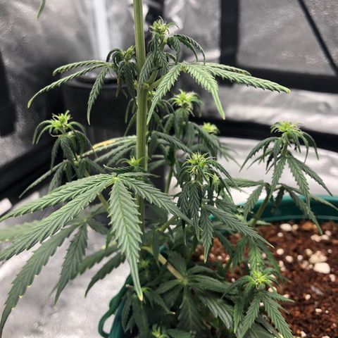 Gorilla G4 Auto  growlog timeline photo