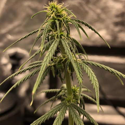 Gorilla G4 Auto  growlog timeline photo