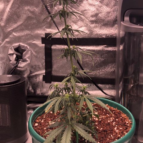 Gorilla G4 Auto  growlog timeline photo