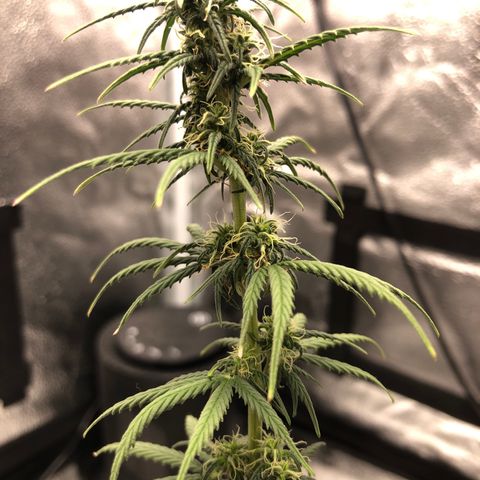Gorilla G4 Auto  growlog timeline photo