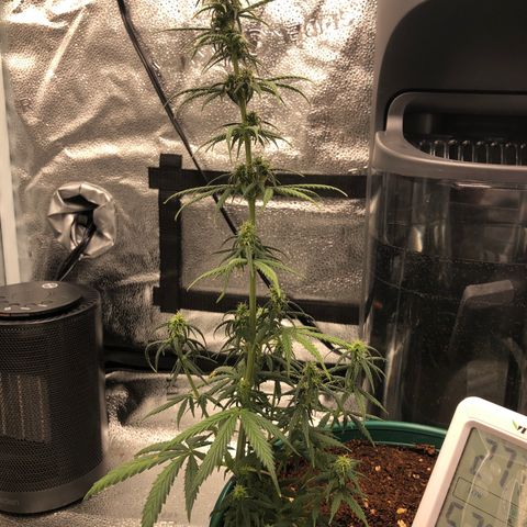 Gorilla G4 Auto  growlog timeline photo