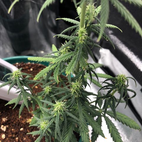 Gorilla G4 Auto  growlog timeline photo