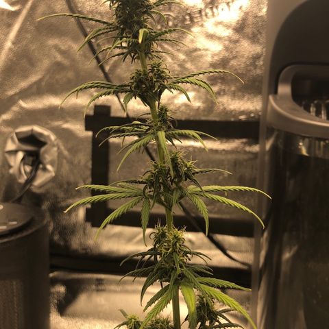 Gorilla G4 Auto  growlog timeline photo