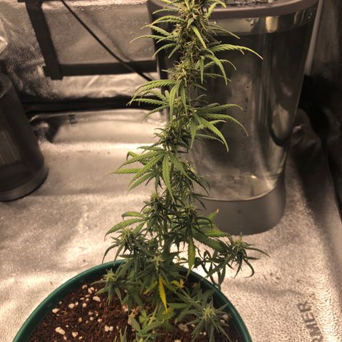 Gorilla G4 Auto  growlog timeline photo