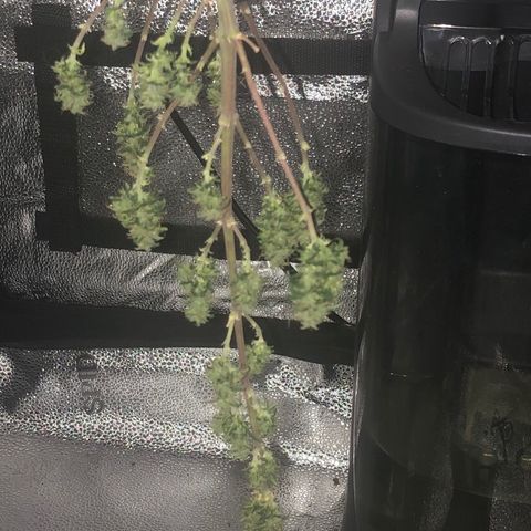Gorilla G4 Auto  growlog timeline photo