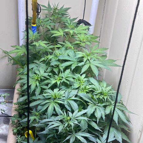 Jelly Donutz T2G growlog timeline photo