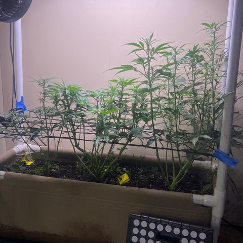 Jelly Donutz T2G growlog timeline photo