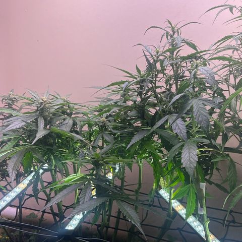 Jelly Donutz T2G growlog timeline photo