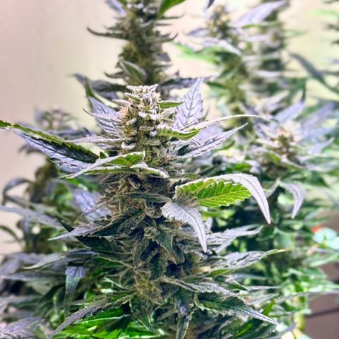 Jelly Donutz T2G growlog timeline photo