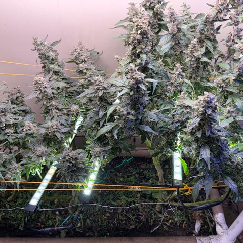 Jelly Donutz T2G growlog timeline photo