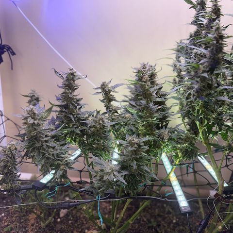 Jelly Donutz T2G growlog timeline photo