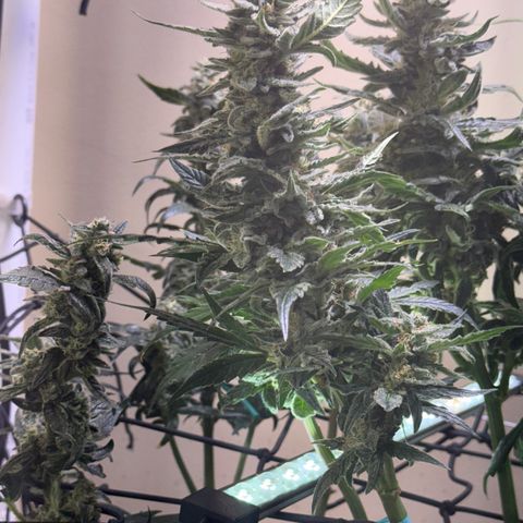 Jelly Donutz T2G growlog timeline photo