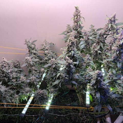 Jelly Donutz T2G growlog timeline photo