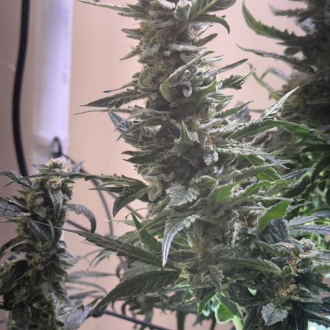 Jelly Donutz T2G growlog timeline photo
