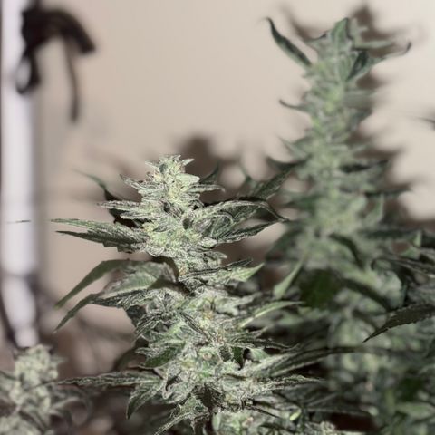 Jelly Donutz T2G growlog timeline photo