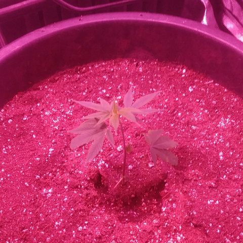 Twista x Grape Presidential  #1 growlog timeline photo