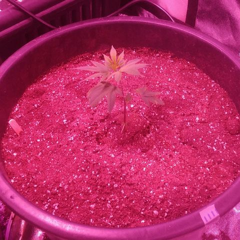 Twista x Grape Presidential  #1 growlog timeline photo