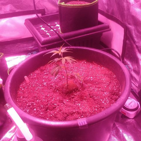 Twista x Grape Presidential  #1 growlog timeline photo