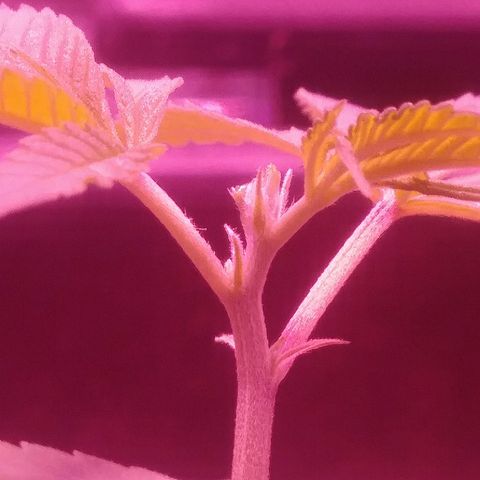 Twista x Grape Presidential  #1 growlog photo: Topped