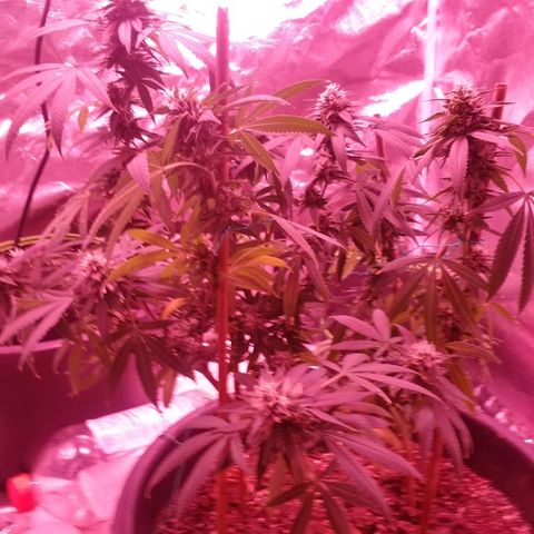 Twista x Grape Presidential  #1 growlog timeline photo