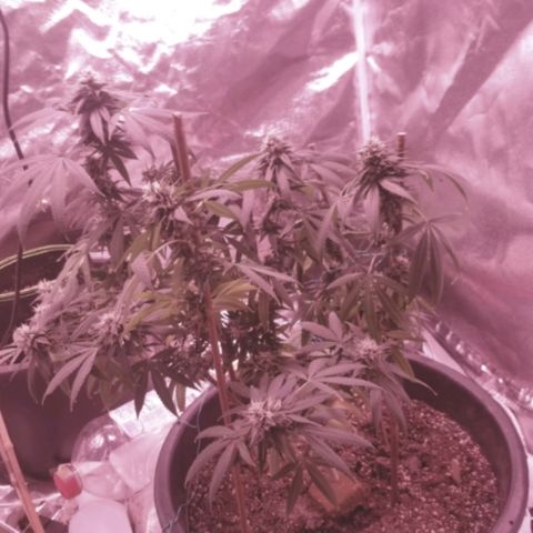Twista x Grape Presidential  #1 growlog timeline photo