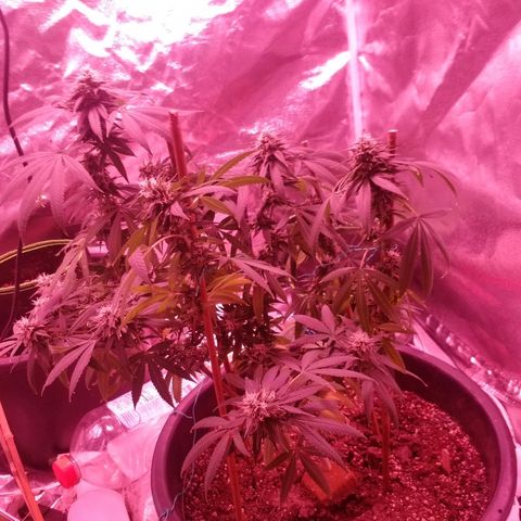 Twista x Grape Presidential  #1 growlog timeline photo