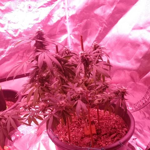 Twista x Grape Presidential  #1 growlog timeline photo