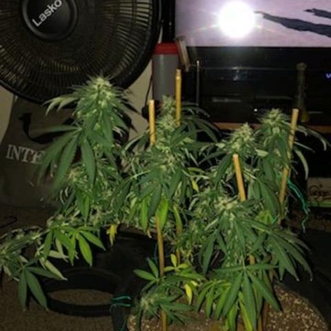 Twista x Grape Presidential  #1 growlog photo: Last week... pistils almost all turning amber!!