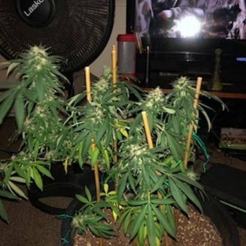 Twista x Grape Presidential  #1 growlog photo: Last week... pistils almost all turning amber!!