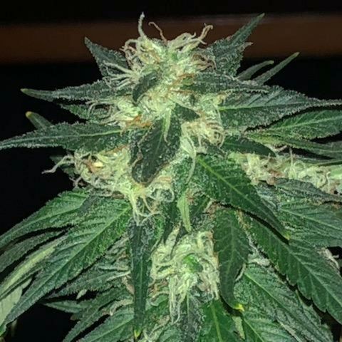 Twista x Grape Presidential  #1 growlog photo: Last week... pistils almost all turning amber!!