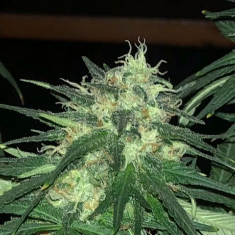 Twista x Grape Presidential  #1 growlog photo: Last week... pistils almost all turning amber!!