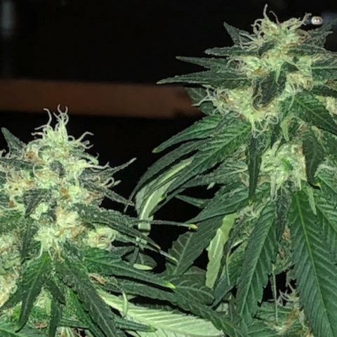 Twista x Grape Presidential  #1 growlog photo: Last week... pistils almost all turning amber!!