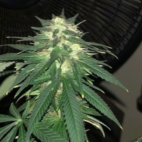 Twista x Grape Presidential  #1 growlog photo: Last week... pistils almost all turning amber!!