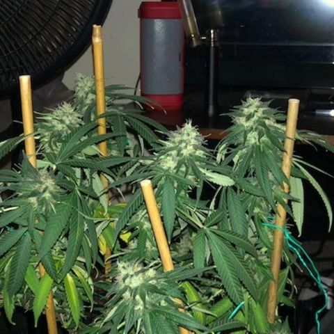 Twista x Grape Presidential  #1 growlog photo: Last week... pistils almost all turning amber!!