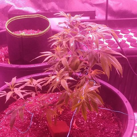 Twista x Grape Presidential  #1 growlog photo: Starting flower 