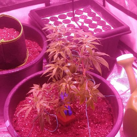 Twista x Grape Presidential  #1 growlog photo: Starting flower 