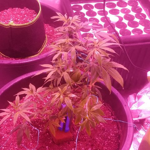 Twista x Grape Presidential  #1 growlog photo: Starting flower 