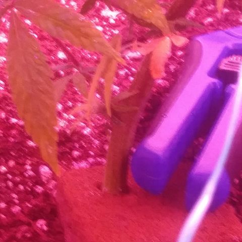 Twista x Grape Presidential  #1 growlog photo: Starting flower 