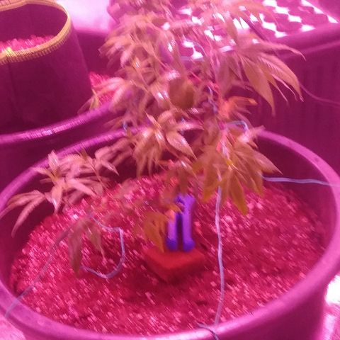 Twista x Grape Presidential  #1 growlog photo: Starting flower 