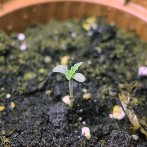 Big Bud growlog timeline photo